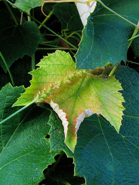 Vines.Grape leave