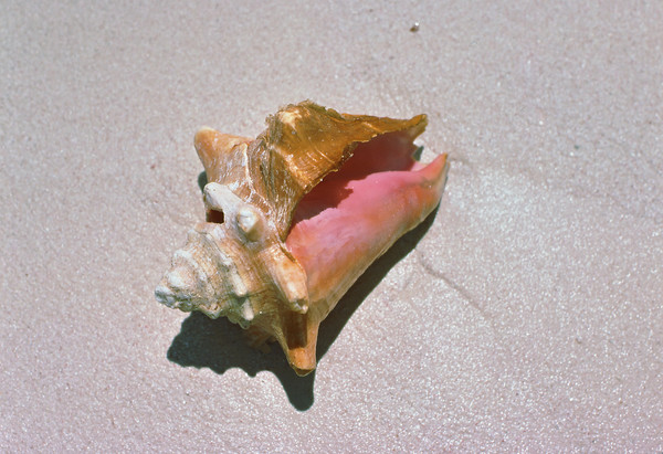 Conch Shell and Pearl