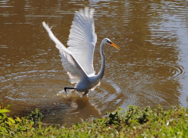 Bird Bath