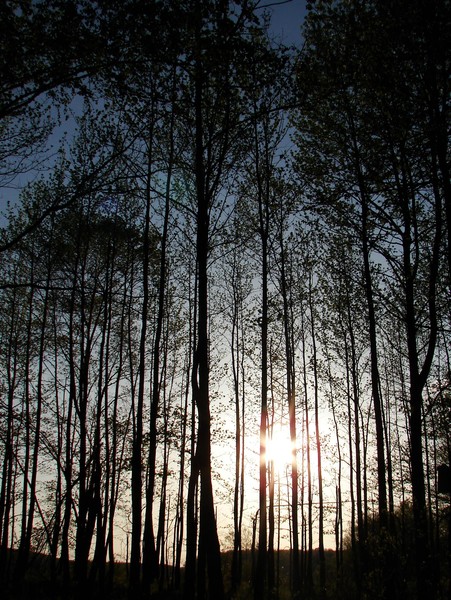 The sun peeking through the trees