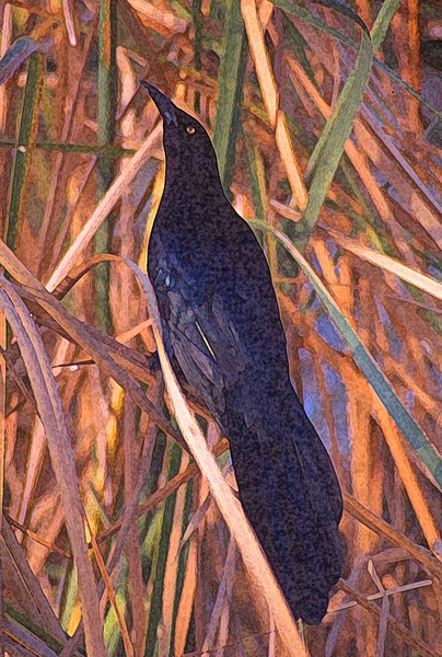 Male great-tailed grackle