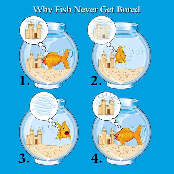 Why Fish Never Get Bored