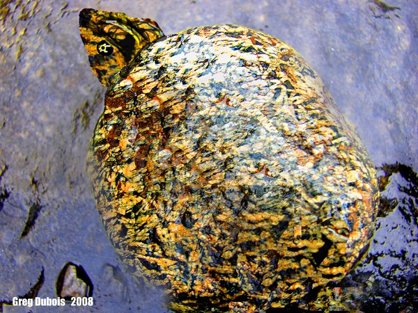 Watauga Rock Turtle 