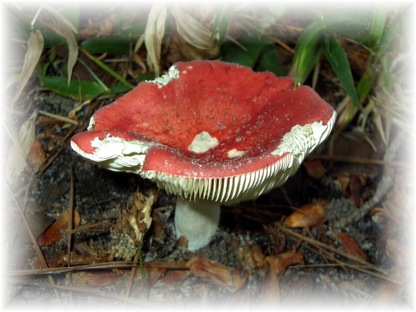 RED MUSHROOM