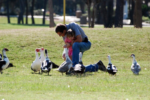 Duck feeding at the park