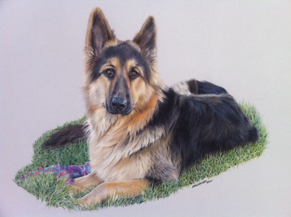 German Shepherd