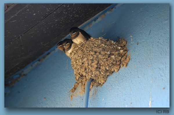 Young Swallows
