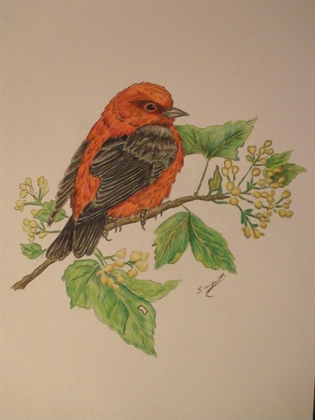 scarlet tanager