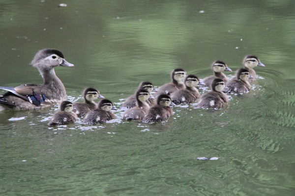 Female Wood duck and Ducklings