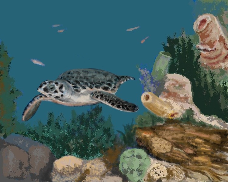 Sea Turtle