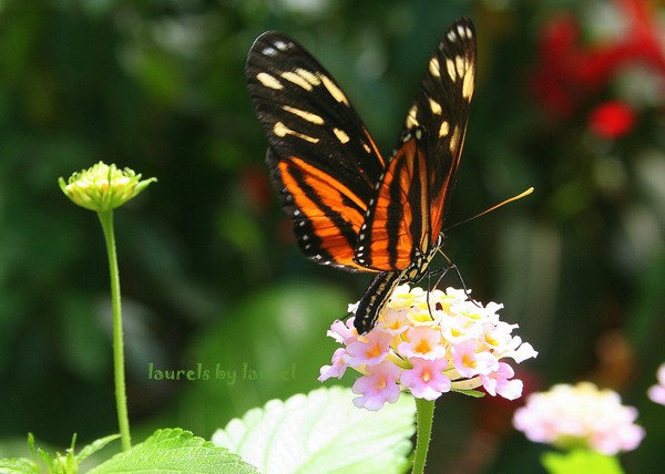 Golden Helicon Butterfly