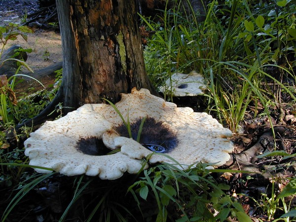 extra large mushroom