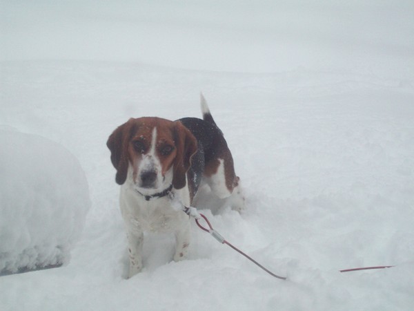 Snow Pup