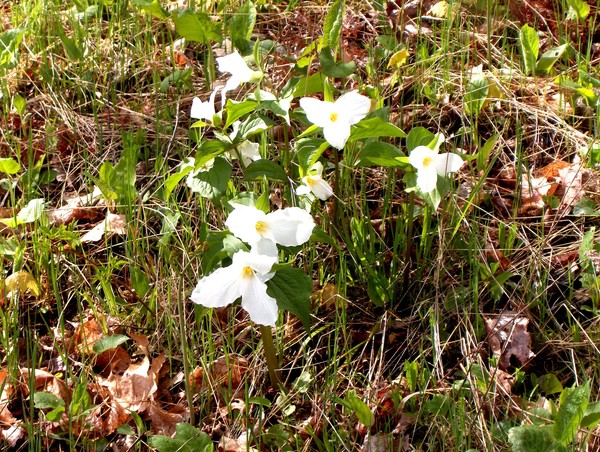 May Trilliums At The Cottage