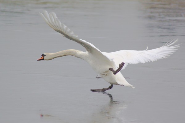 swan on loch