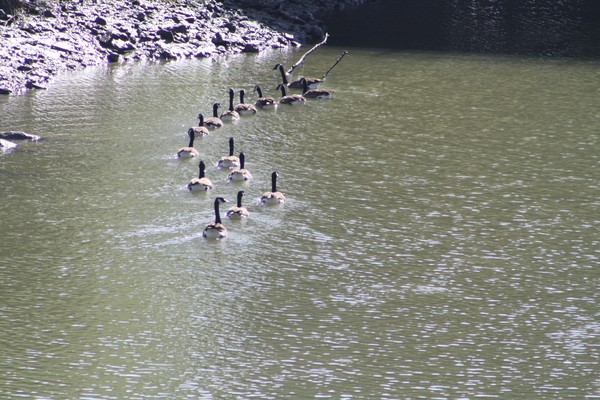 'Geese on tour'