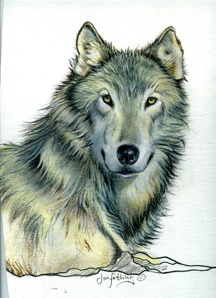 Wolf