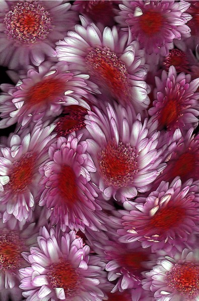 Crysanthemum Swirl