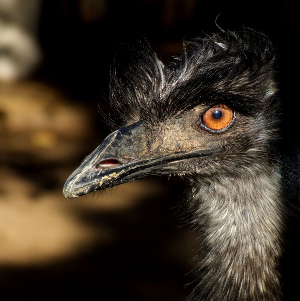 emu