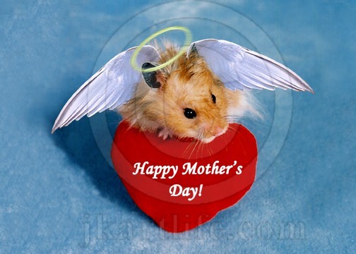Mother's Day Angel Hamster 916042