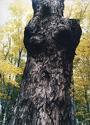 Vertical Tree, Medusa, NY