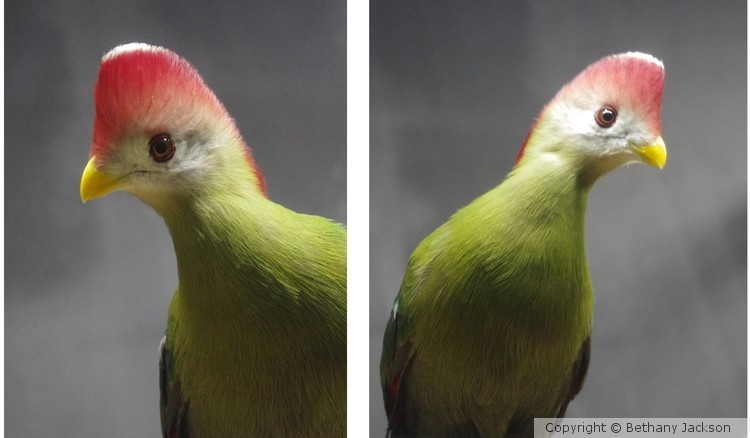 Curious Bird Vanity Portraits