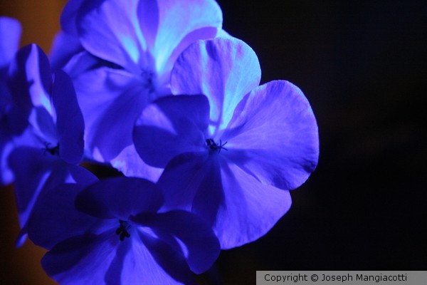 Flowers Painted with Light