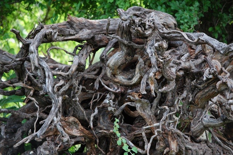 Twisted Nature