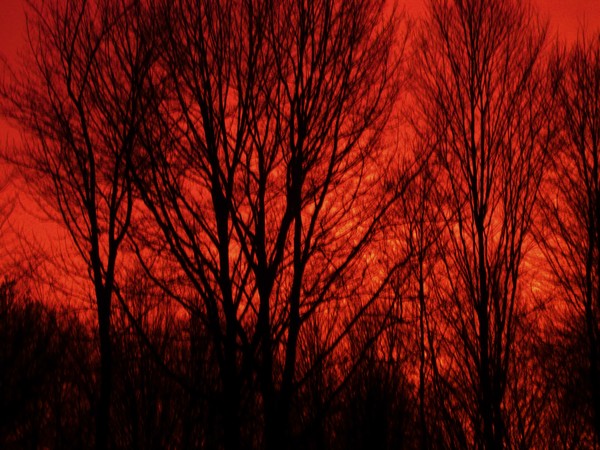 Forest on fire