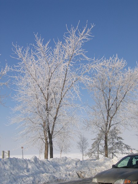 Frost on trees
