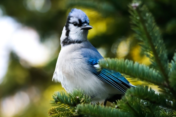 Blue Jay