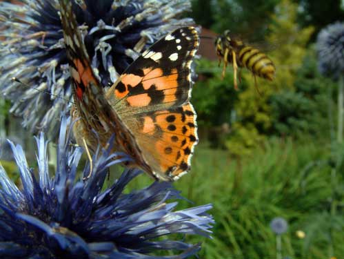 Butterfly and Wasp