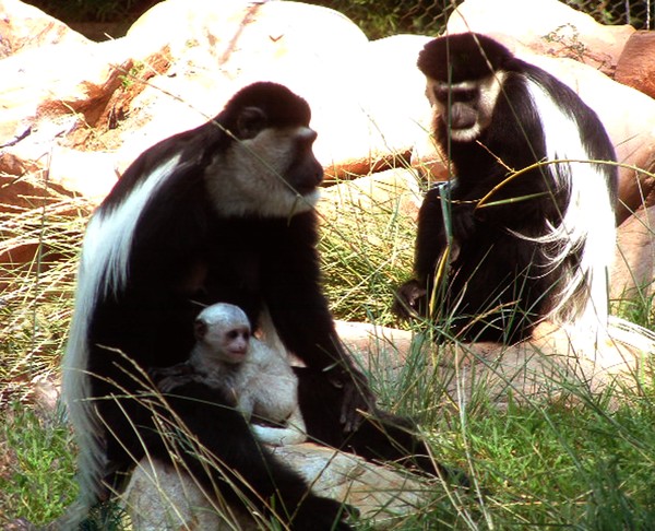 Colobus Monkeys and Baby