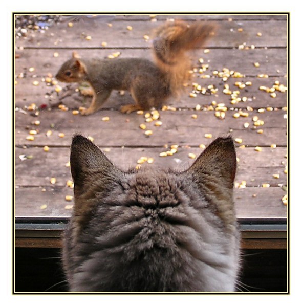 Longing for a Squirrel