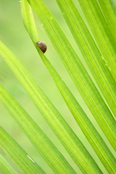 Snails & Stripes