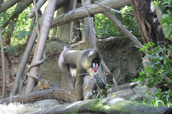 Male adult baboon and youngling