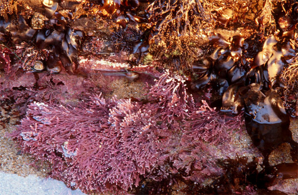 Tidepool Pinks and Gold