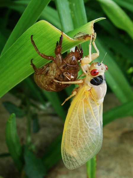 Cicada Molted