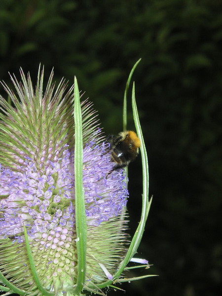 Bee and Teasel 1