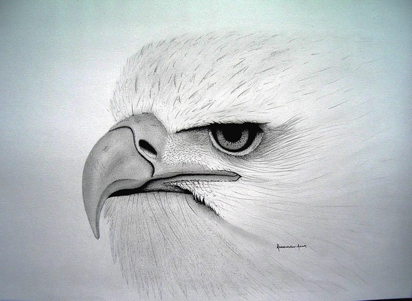 American Bald Eagle - close up