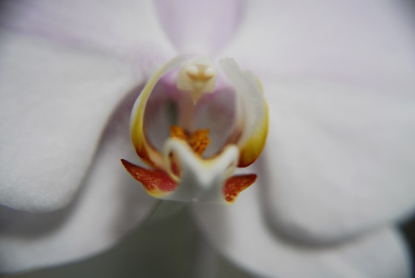 White Orchid Macro II