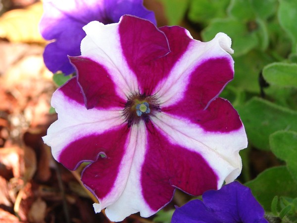 mix colour flower