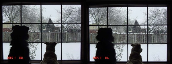 Watching The Snow