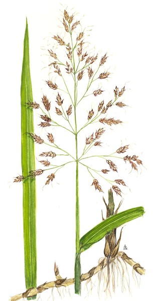 Johnson Grass - Sorghum halepense