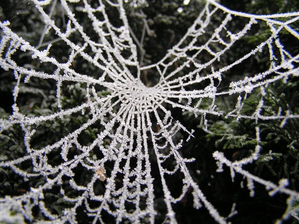 Frozen web