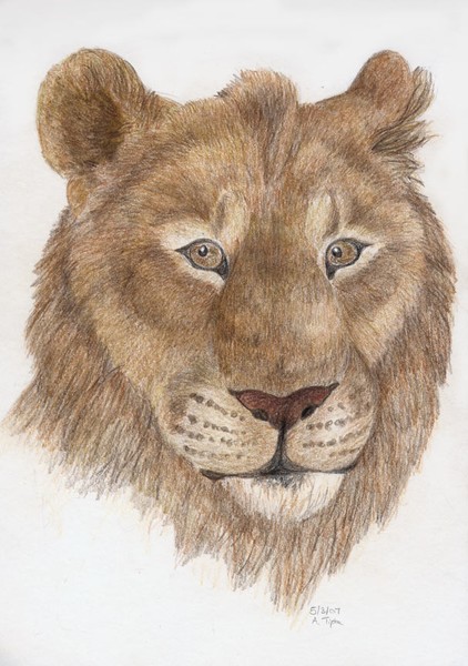 Adolescent Lion
