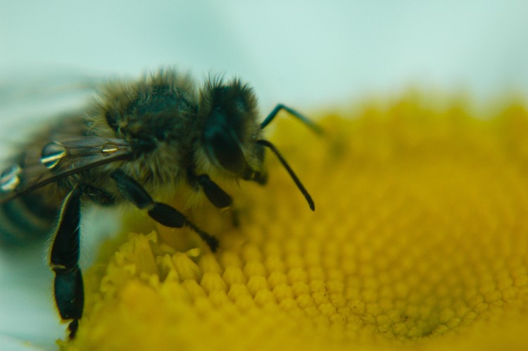Bee Close Up