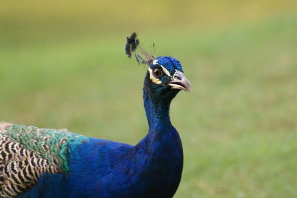 peacock