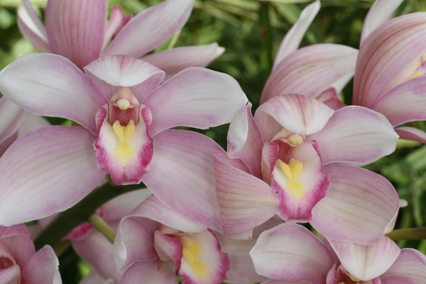 Love those orchids