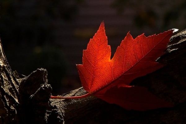 A dusky maple leaf